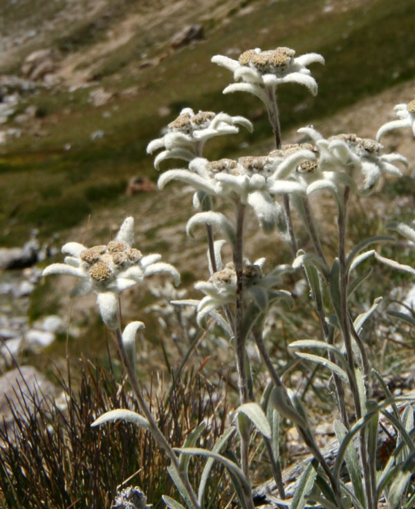 Leontopodium alpinum/ Stella alpina